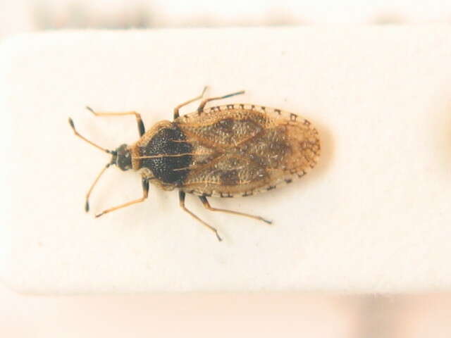 Image of Lace bug