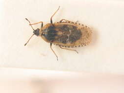 Image of Lace bug