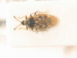 Image of Lace bug