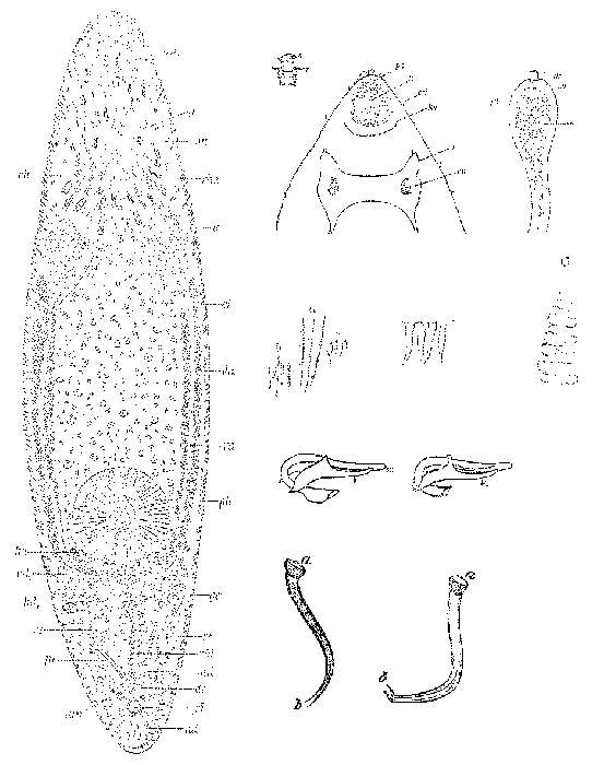 Image of Tauridella