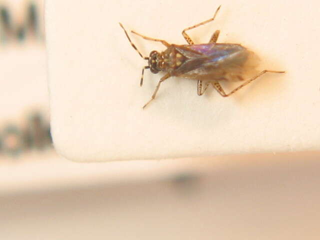 Dicyphus annulatus (Wolff 1804)的圖片