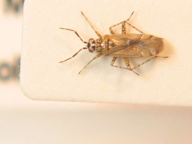 Dicyphus annulatus (Wolff 1804)的圖片