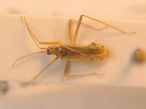 Dicyphus pallidus (Herrich-Schaeffer 1836)的圖片