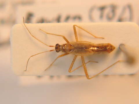 Dicyphus pallidus (Herrich-Schaeffer 1836)的圖片