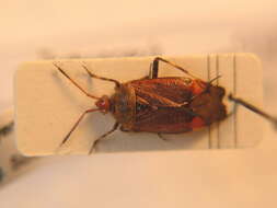 Image of Deraeocoris olivaceus (Fabricius 1777)