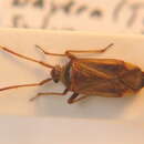 Adelphocoris detritus (Fieber 1861)的圖片