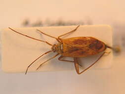 Image of Adelphocoris quadripunctatus (Fabricius 1794)