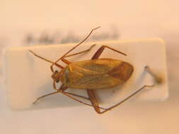 Image of Adelphocoris quadripunctatus (Fabricius 1794)