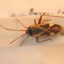 <i>Adelphocoris reichelii</i>的圖片