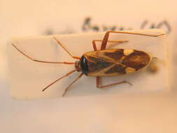 Sivun <i>Adelphocoris reichelii</i> kuva