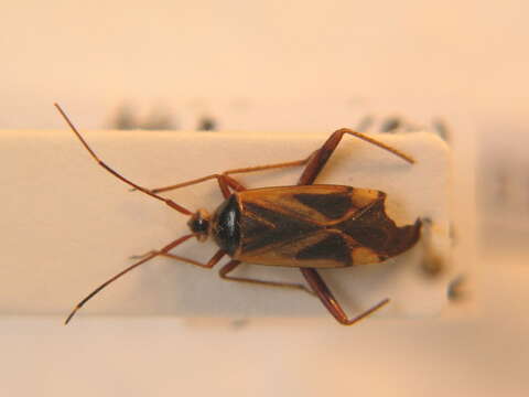 Image of <i>Adelphocoris reichelii</i>