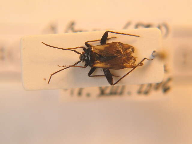 Adelphocoris seticornis (Fabricius 1775)的圖片