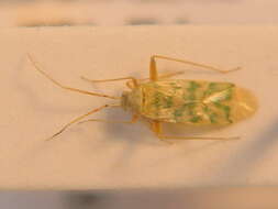 Image de Malacocoris