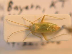 Orthotylus viridinervis (Kirschbaum 1856) resmi