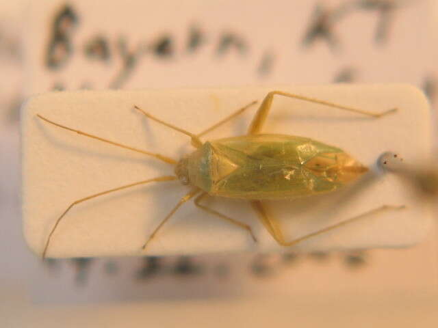 صورة Orthotylus viridinervis (Kirschbaum 1856)