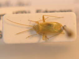 Image of Leaf bug