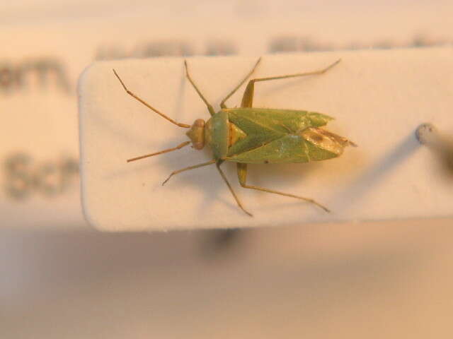 Image of Mirid bug