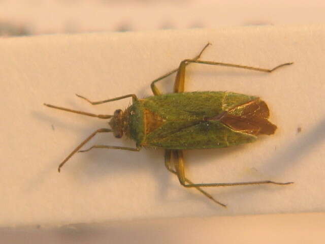 Image of Mirid bug