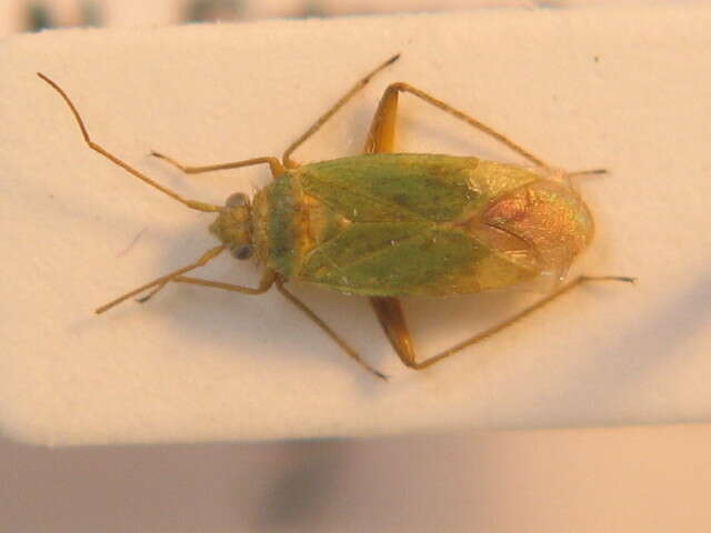 Image of Mirid bug