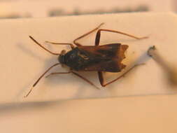 Pilophorus clavatus (Linnaeus 1767)的圖片