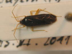 Phylus coryli (Linnaeus 1758)的圖片