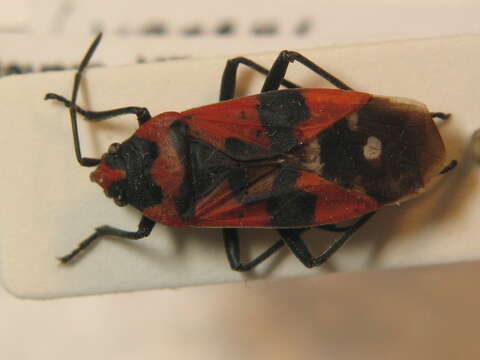 صورة Lygaeus equestris (Linnaeus & C. 1758)