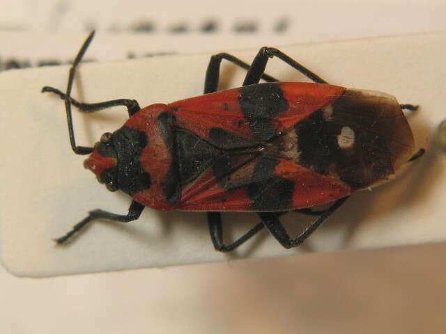 Image of Harlequin bug