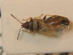 Image of Oxycarenus (Euoxycarenus) pallens (Herrich-Schaeffer & G. H. W. 1850)