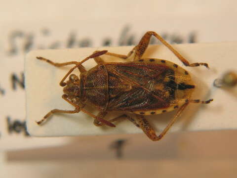 Image of Stictopleurus abutilon (Rossi 1790)