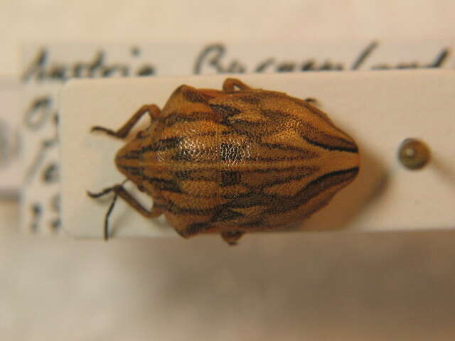 Image of <i>Odontotarsus purpureolineatus</i>