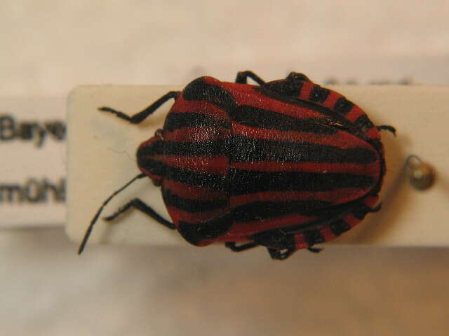 Image of <i>Graphosoma lineatum</i>