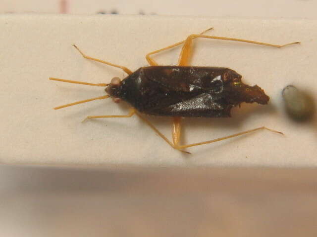 Phylus coryli (Linnaeus 1758)的圖片