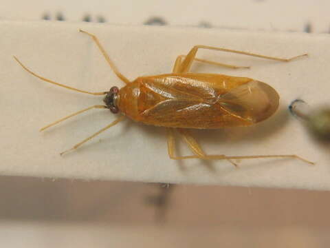 Phylus melanocephalus (Linnaeus 1767)的圖片