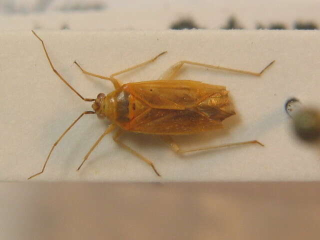 Phylus plagiatus (Herrich-Schaeffer 1835)的圖片