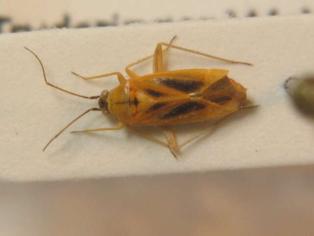 Phylus plagiatus (Herrich-Schaeffer 1835)的圖片