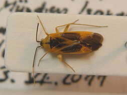 Image of Phylus plagiatus (Herrich-Schaeffer 1835)