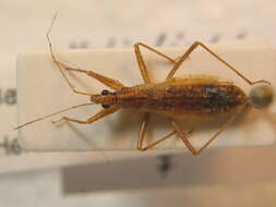 Image of <i>Nabis limbatus</i>