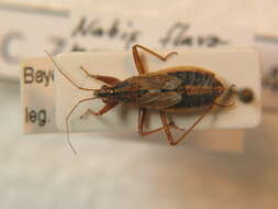 Image of damsel bugs