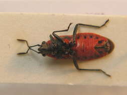 صورة Arocatus roeselii (Schilling 1829)