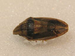 صورة Aelia acuminata (Linnaeus 1758)