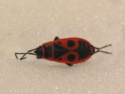 Image of Firebug