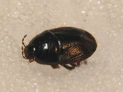 Image of <i>Microporus nigrita</i>