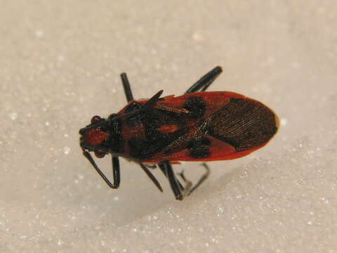 Image of black & red squash bug