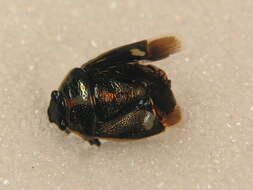 Image of <i>Eurydema oleracea</i>