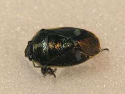 Image of <i>Eurydema oleracea</i>