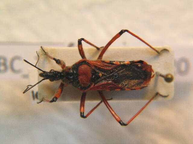 Image of Rhynocoris iracundus (Poda 1761)