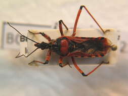 Image of Rhynocoris iracundus (Poda 1761)