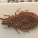 Image of Aradus cinnamomeus