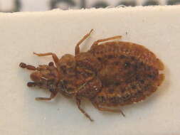 Image of Aradus cinnamomeus