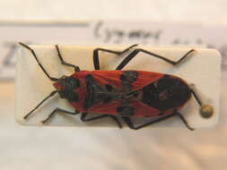 صورة Lygaeus equestris (Linnaeus & C. 1758)